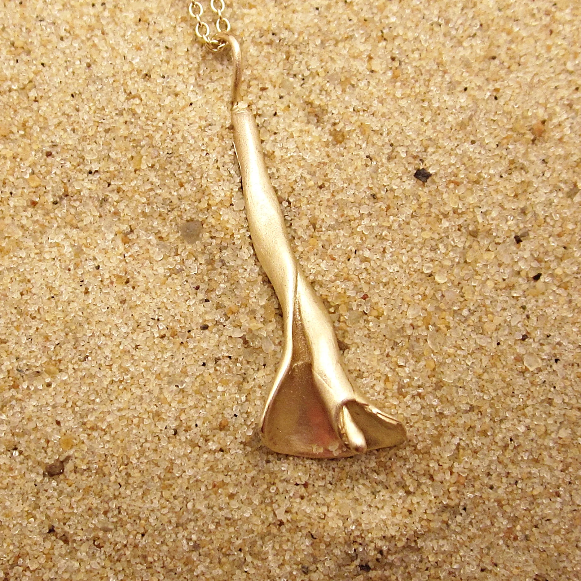 Gold narrow whelk.JPG