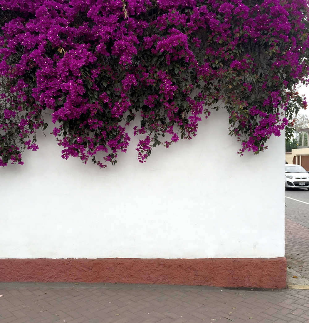  Bougainvillea blanket the perimeter walls of the Larco Museo in the Pueblo Libre neighborhood of Lima. 