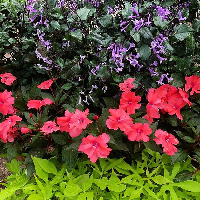 Nice combination of annuals for part shade- Mona Lavender, Coral Sunpatiens and Sweet Potato Vine.