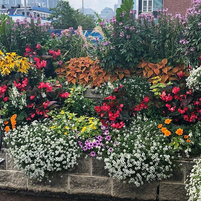 This is Navy Pier in Chicago. Beautiful planters!