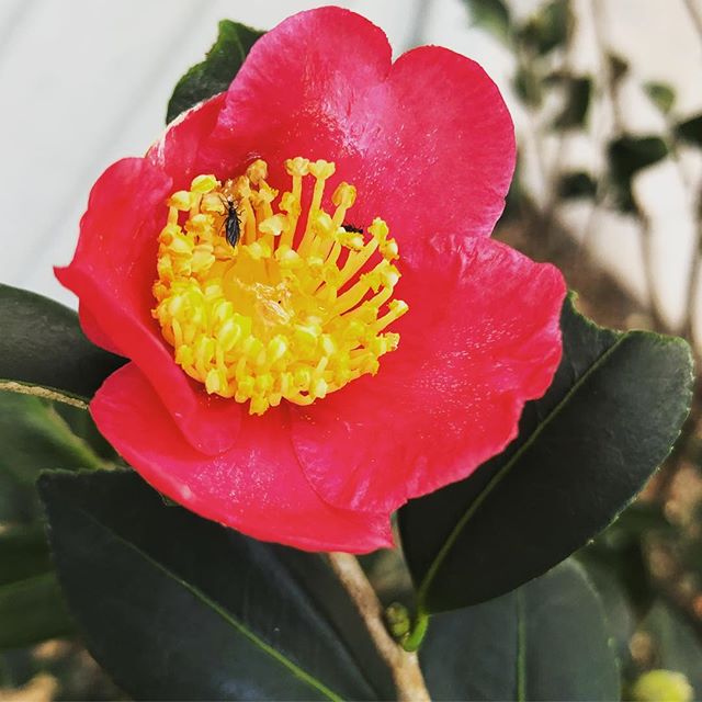 This is a beautiful Camellia sasanqua variety called Yuletide blooming in my client&rsquo;s yard. Just in time for Christmas!