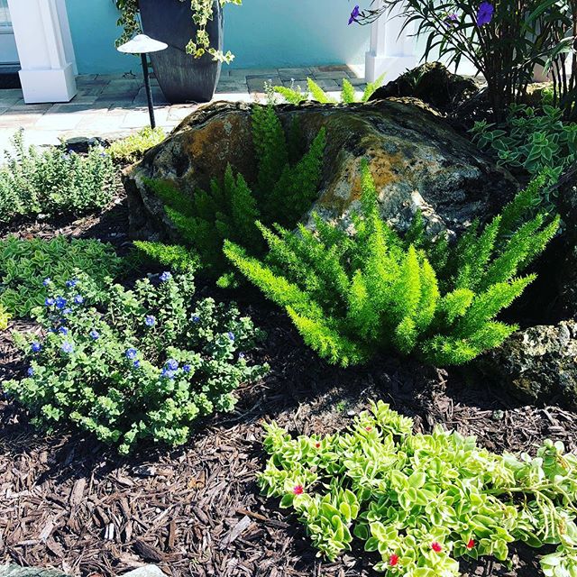 This combination worked out very well in a very sunny bed. The plants are Foxtail Fern, Blue Daze and Baby Sun Rose.