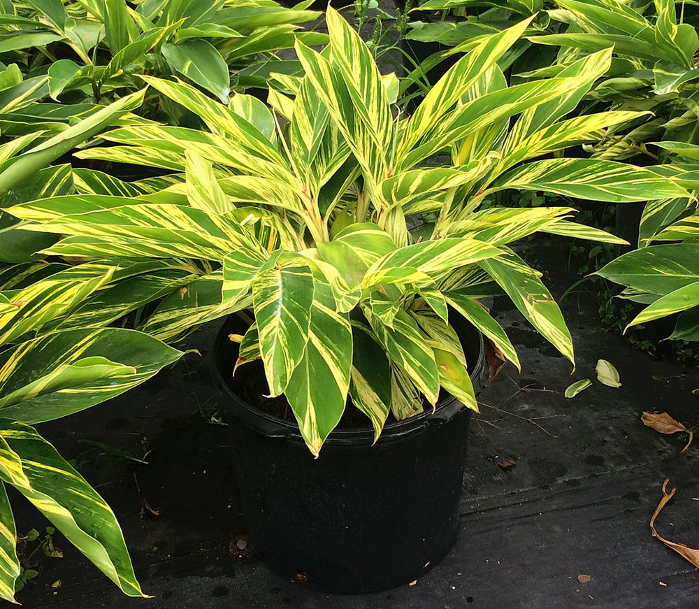 Variegated Ginger