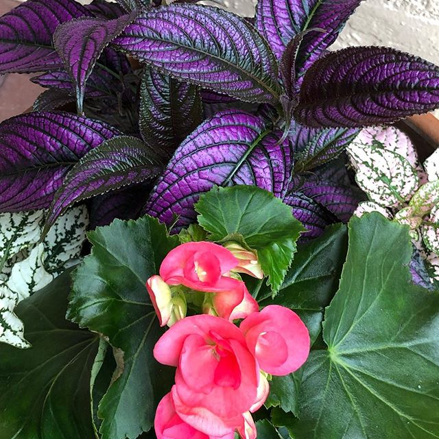 Love this color combination: Persian shield, begonia and polka dot plant.