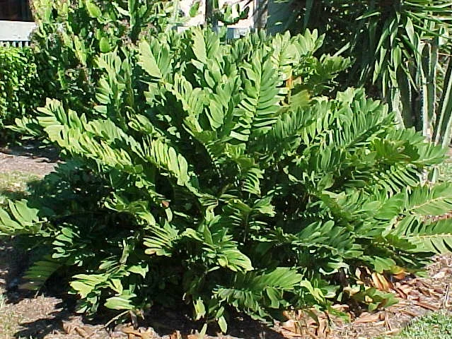 Coontie Palm