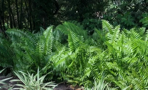 Macho Fern