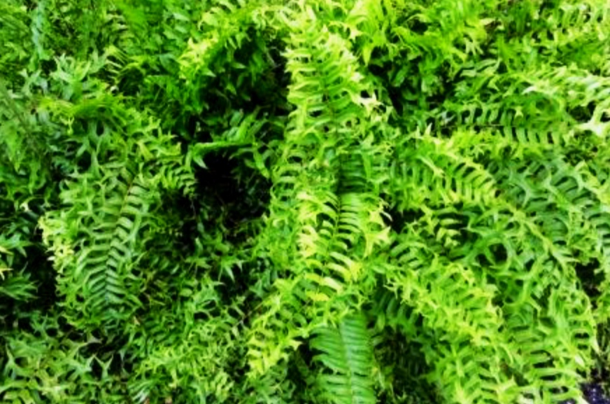 Fishtail Fern