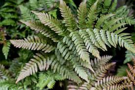 Autumn Fern