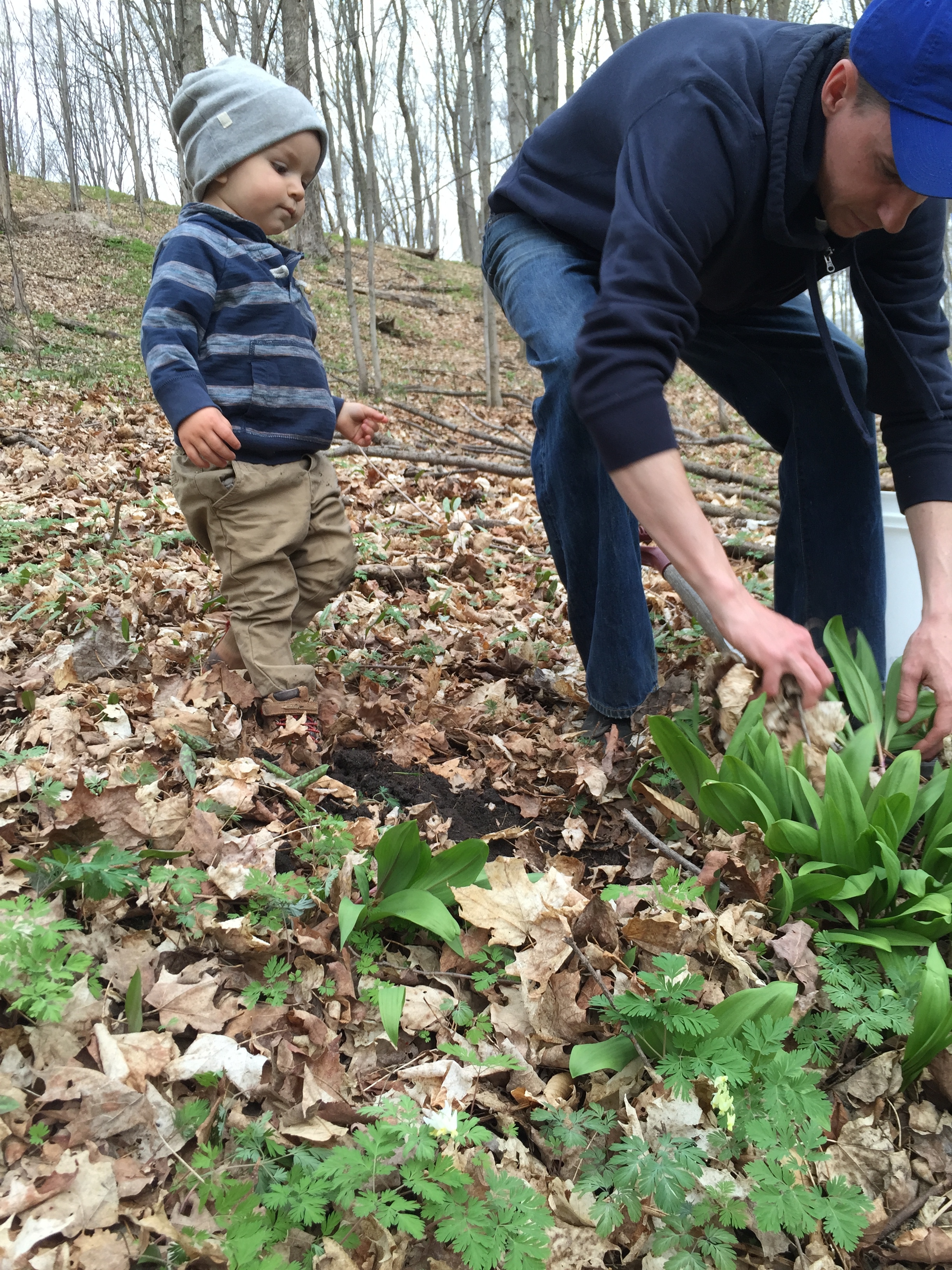   Chef Xel and little Kipp, foraging wild leeks on Pia’s property- leeks waiting to be transformed into soups and other dishes in Spring.  