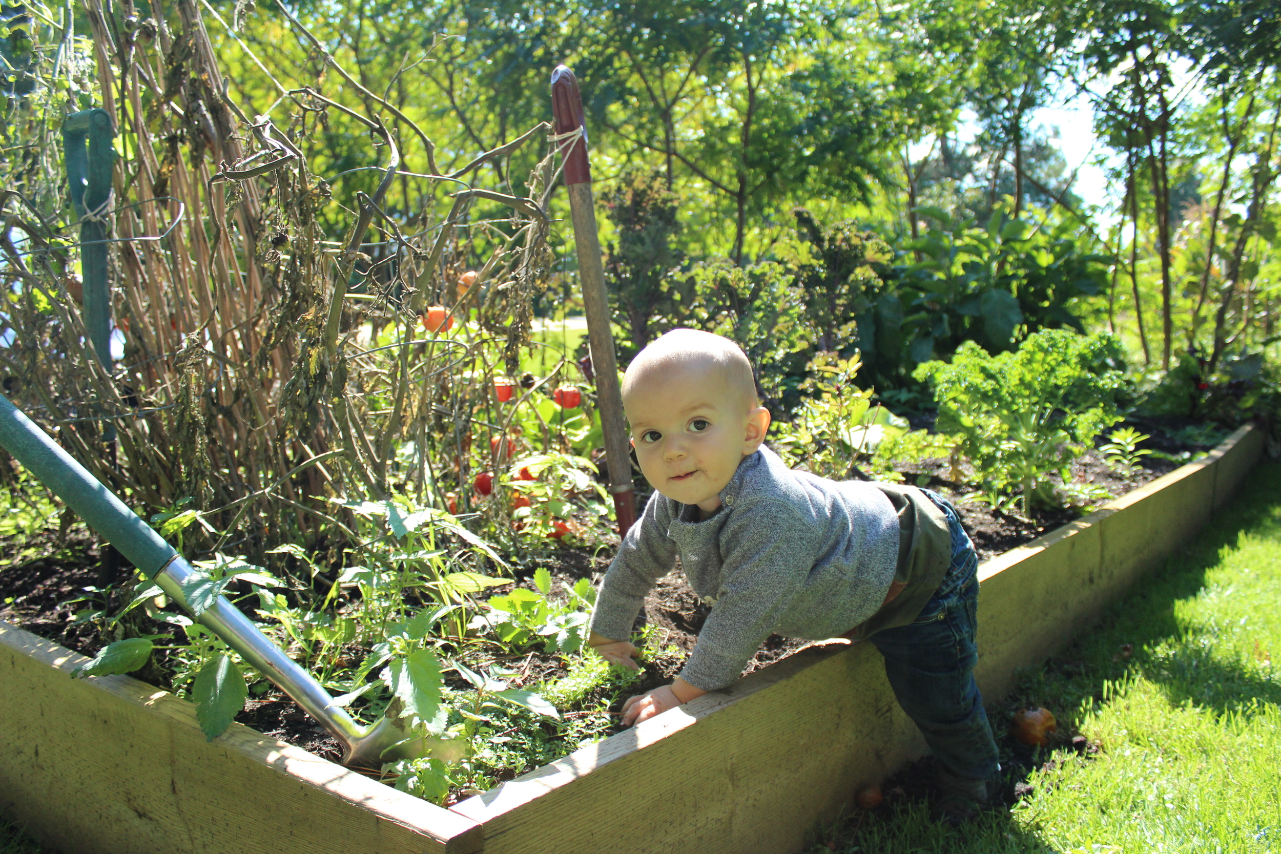   Our official little foodie, working in the garden! In the growing season, most of our produce comes from local organic farmers, Amy &amp; Graham of Fiddlefoot Farm.&nbsp;  