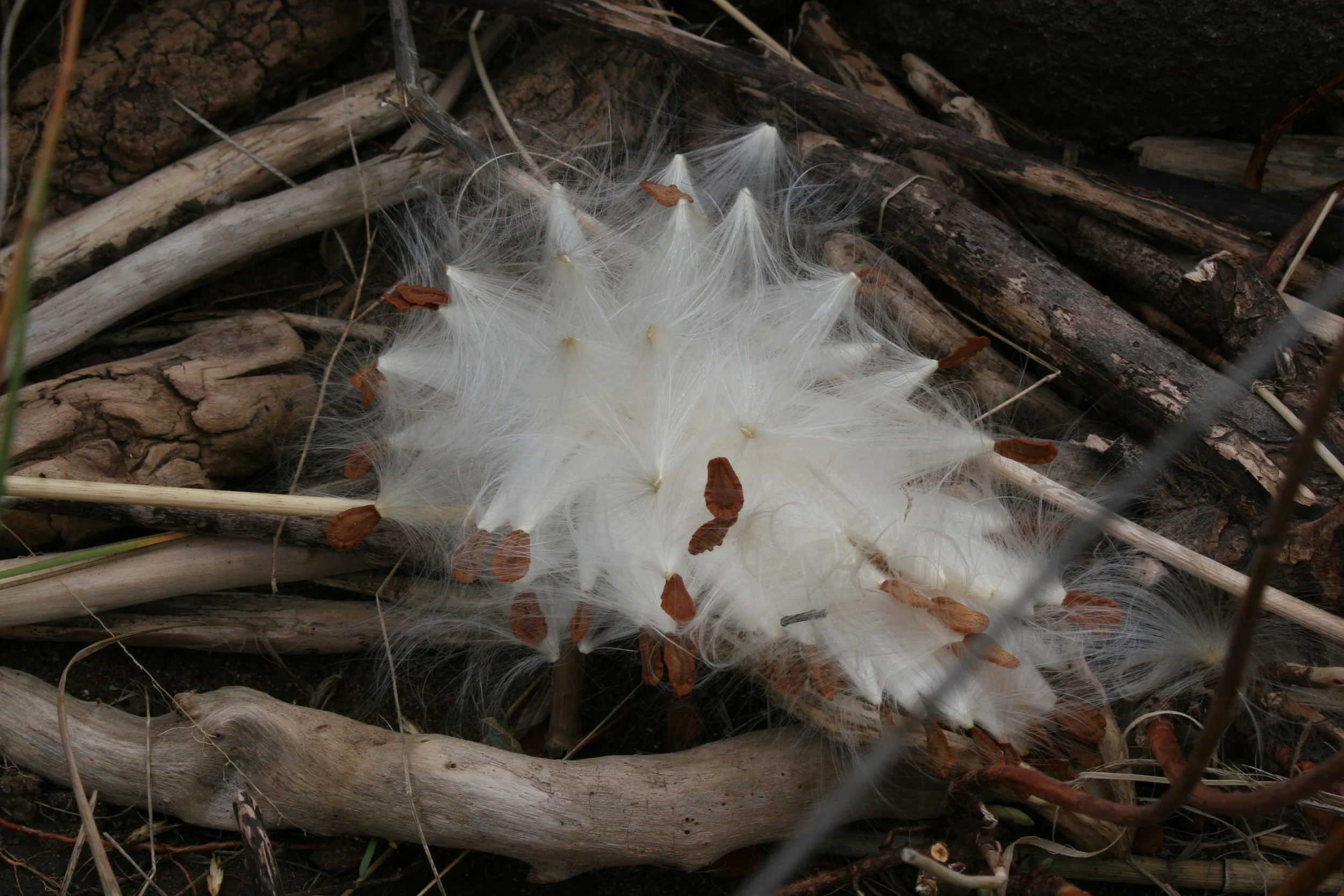 Milkweed - original photography