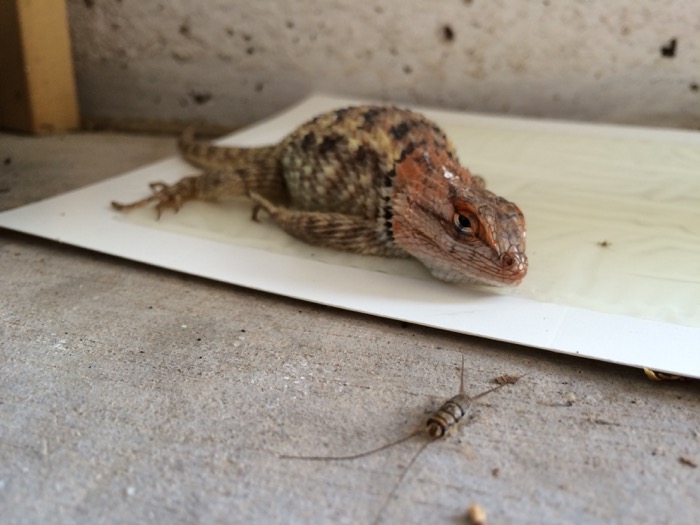 Hot do I free a lizard from a sticky fly trap : r/Lizards