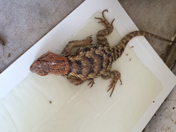 Keeping Things Simple: How to free a lizard from a sticky trap