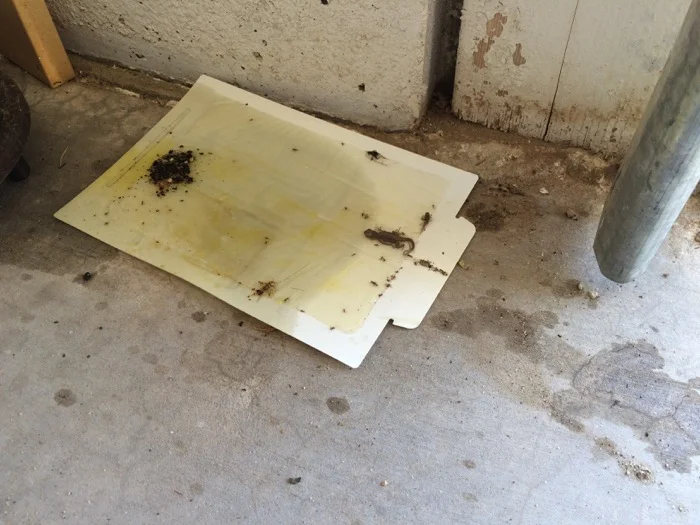 Rescue a Little Critter from Sticky Board Trap —