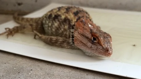 Rescue a Little Critter from Sticky Board Trap
