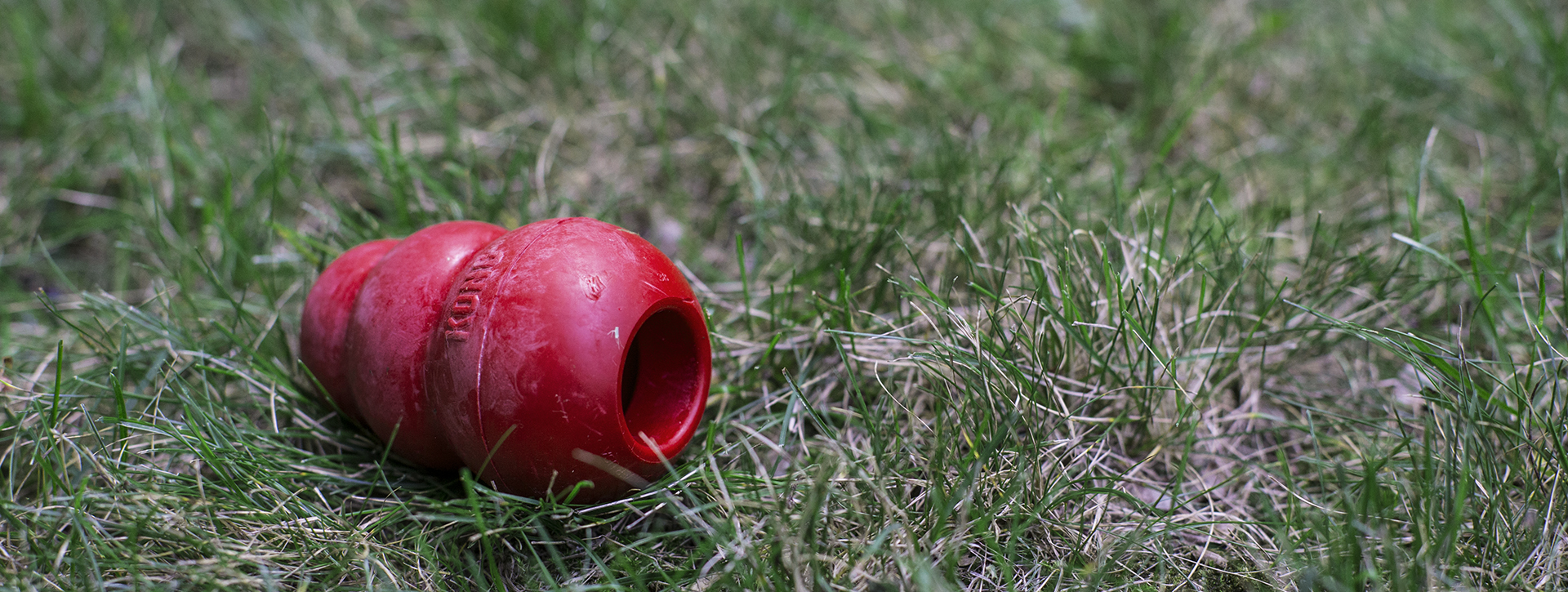 kong in grass.jpg