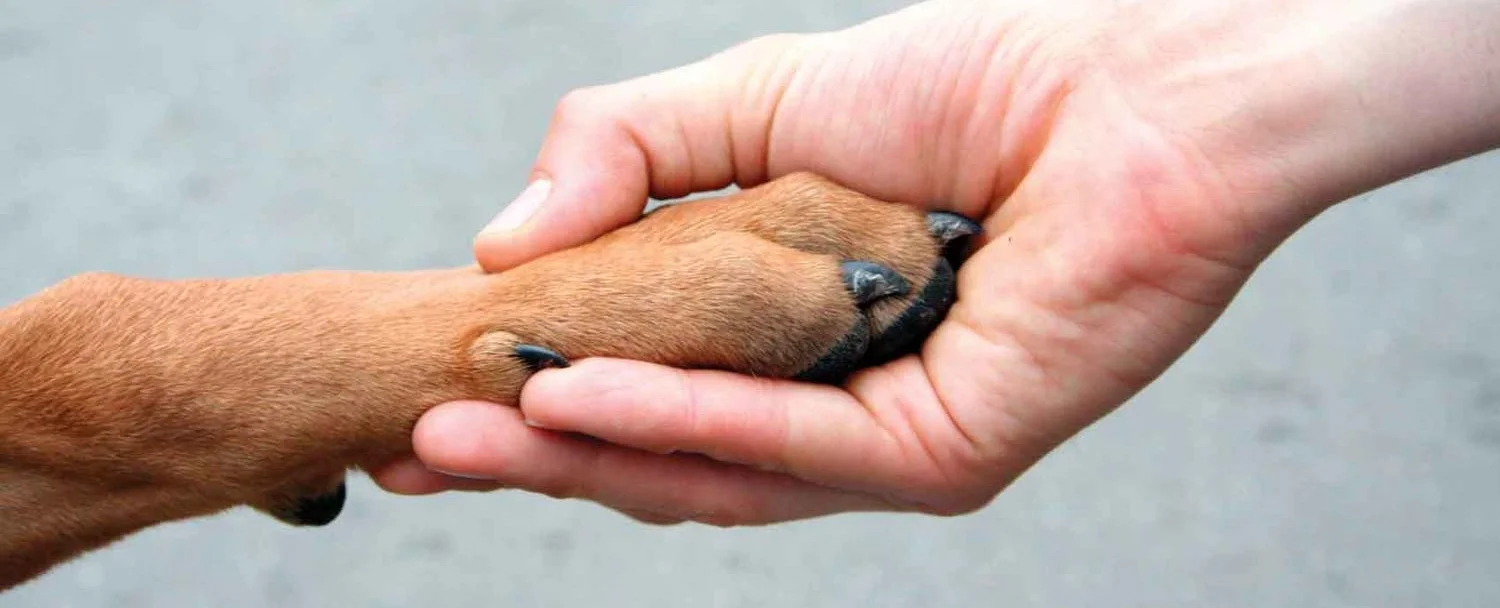 paw in hand.jpg