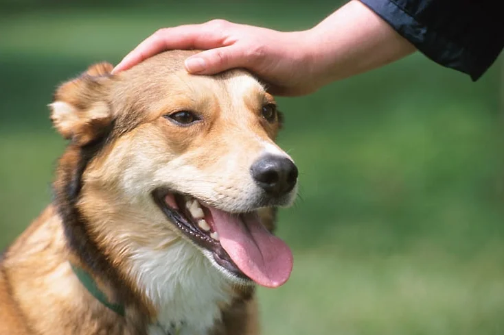 Petting-dog1.jpg