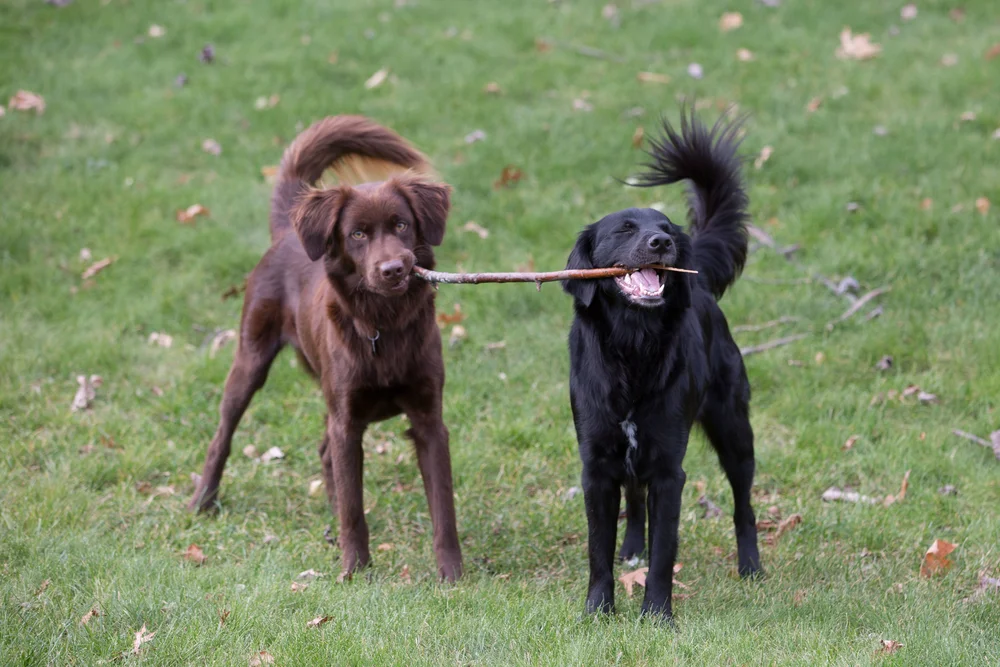 HELP OUT — Susie Q Dog ResQ