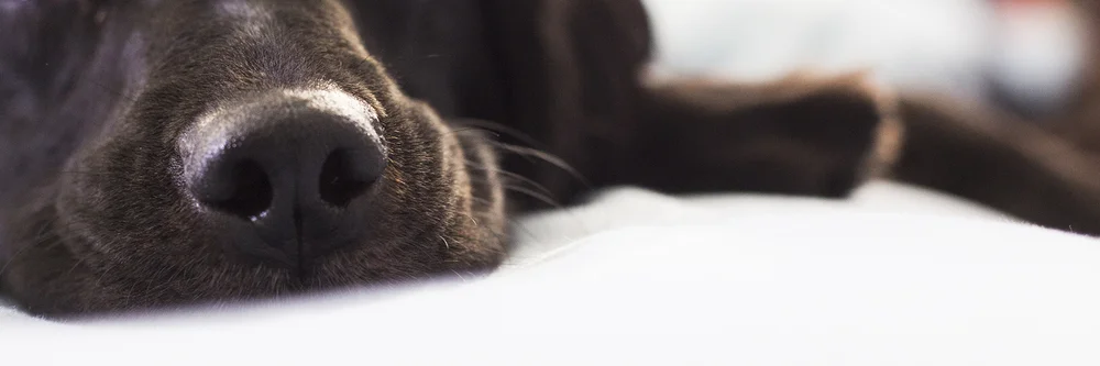 nose.jpg