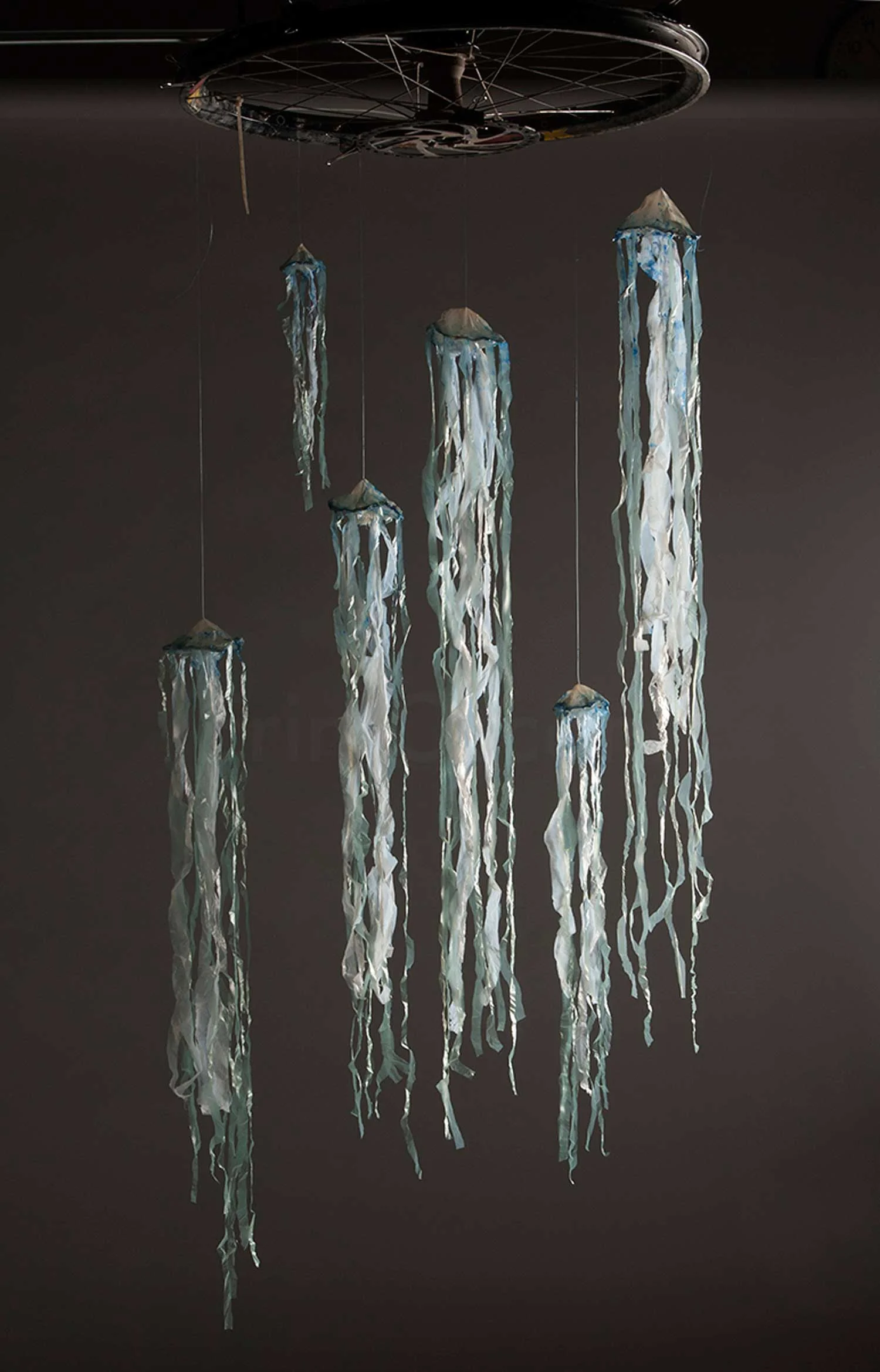 Jellyfish