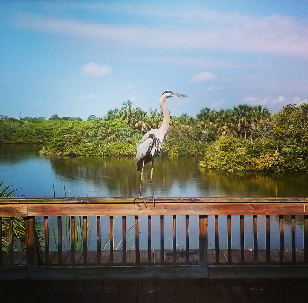 This is our yoga porch! Haven't you always wanted to do yoga with herons?