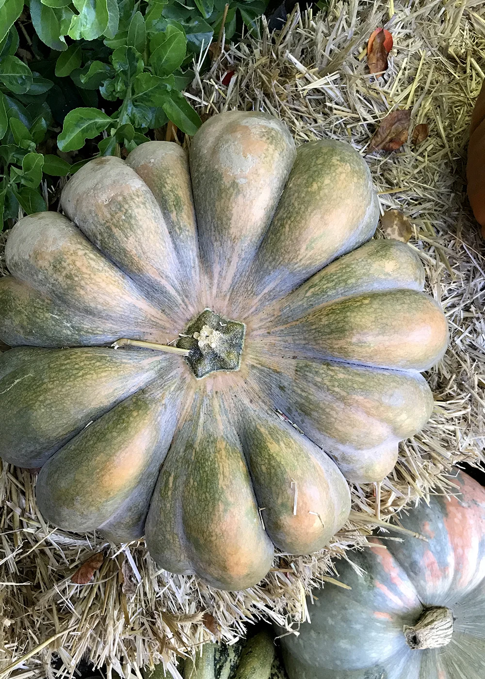 pupmkins2.jpg