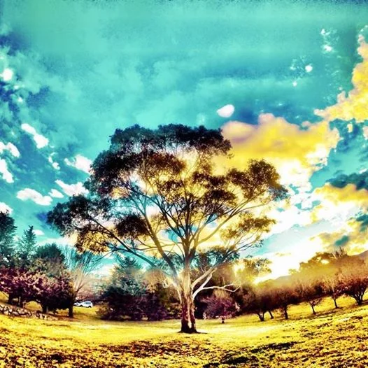 The Eucalyptus trees have been one of my favorite things about Australia. Thy are actually quite tasty to make tee out of.