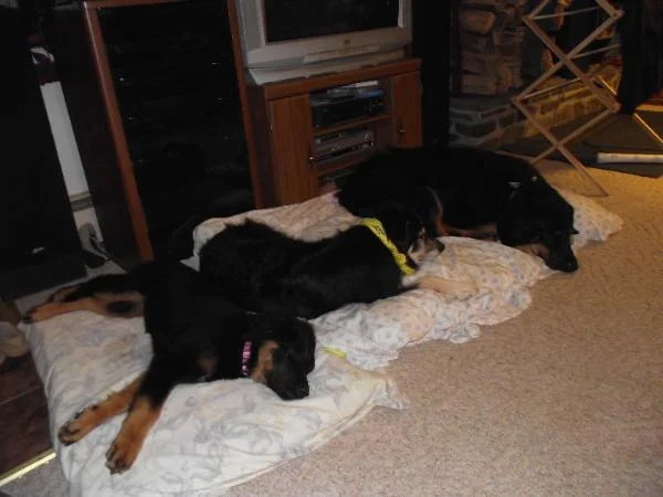 After a long play day…..