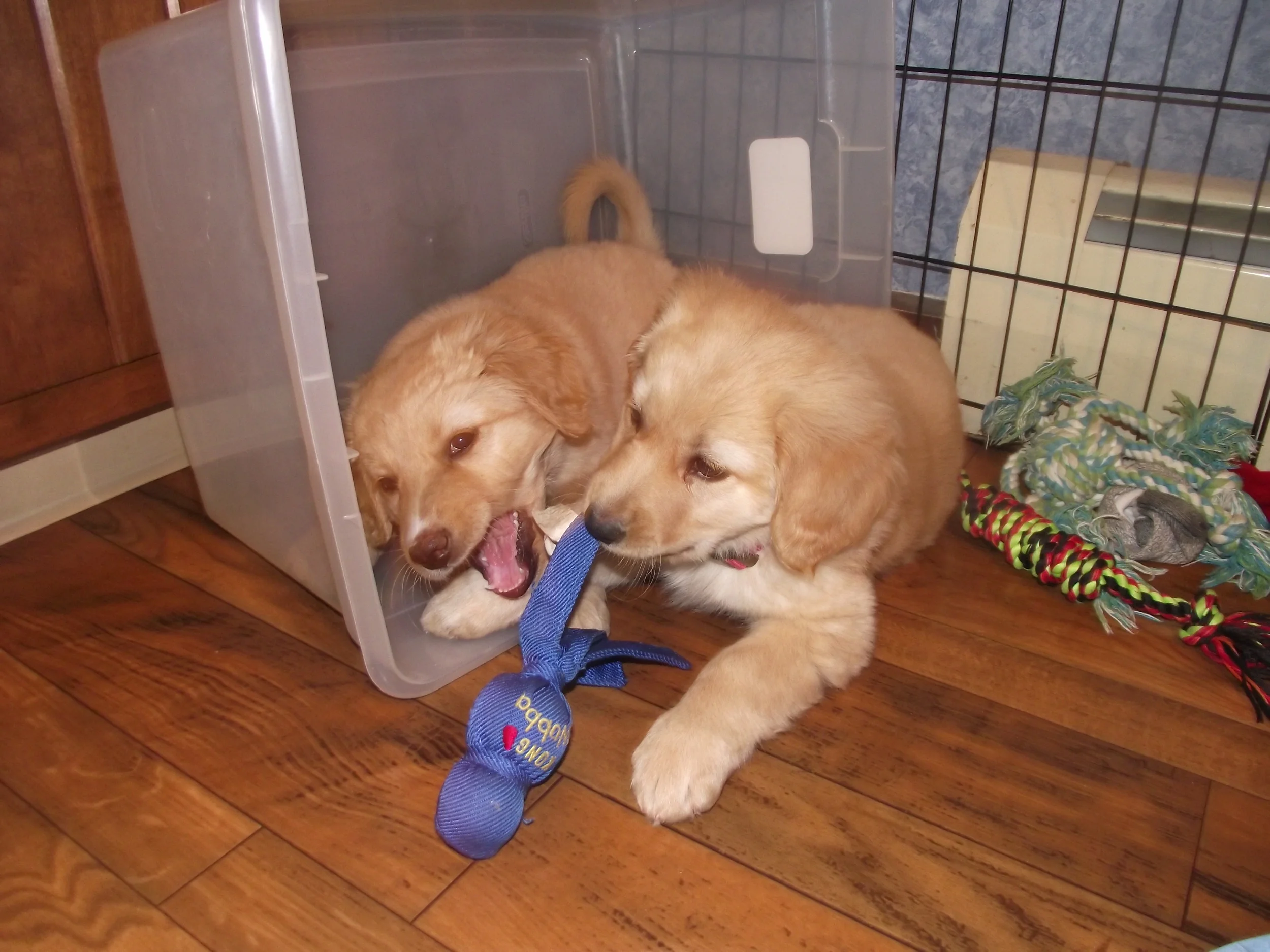 blondes have more fun