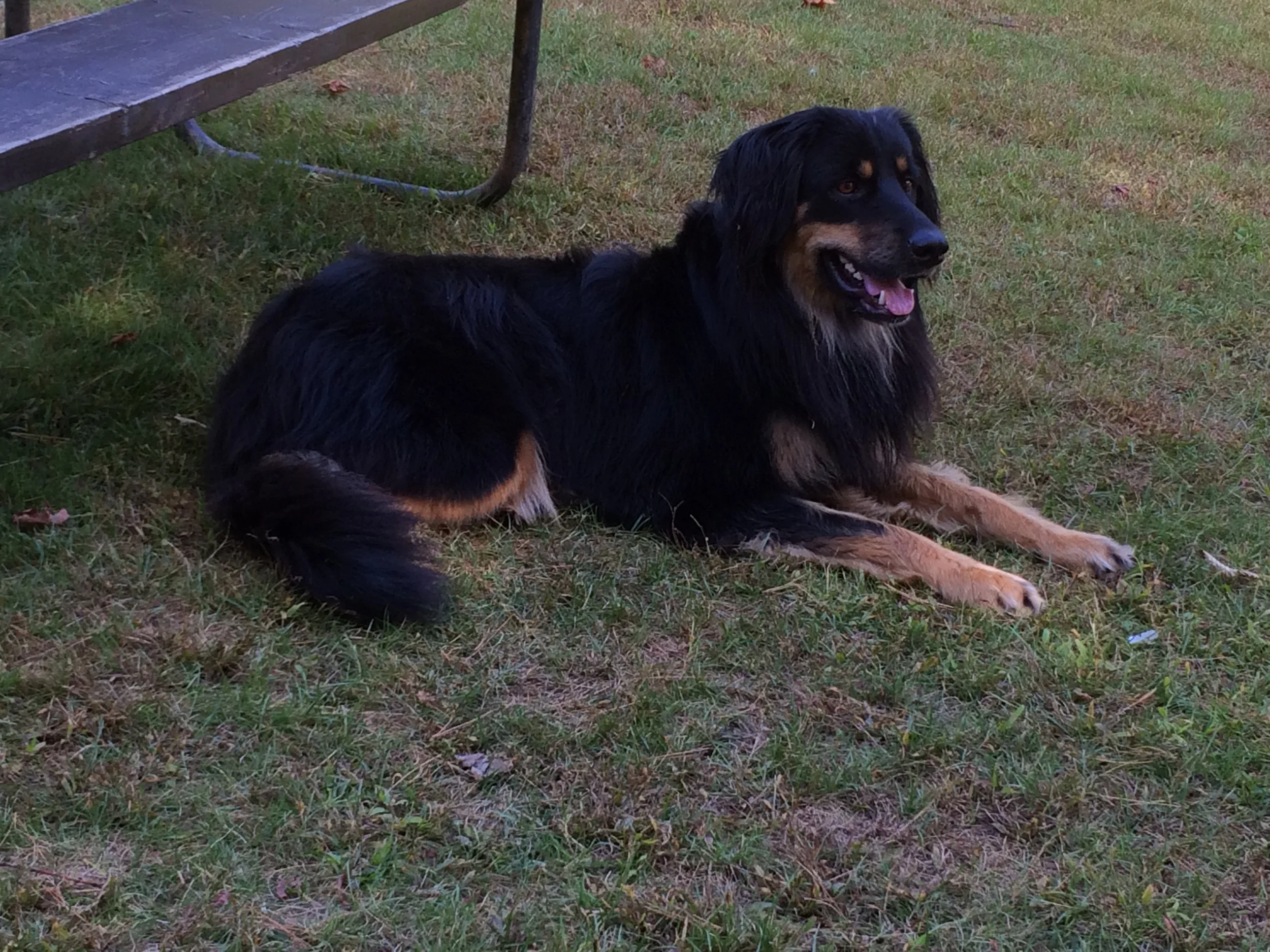 Sadie at the park