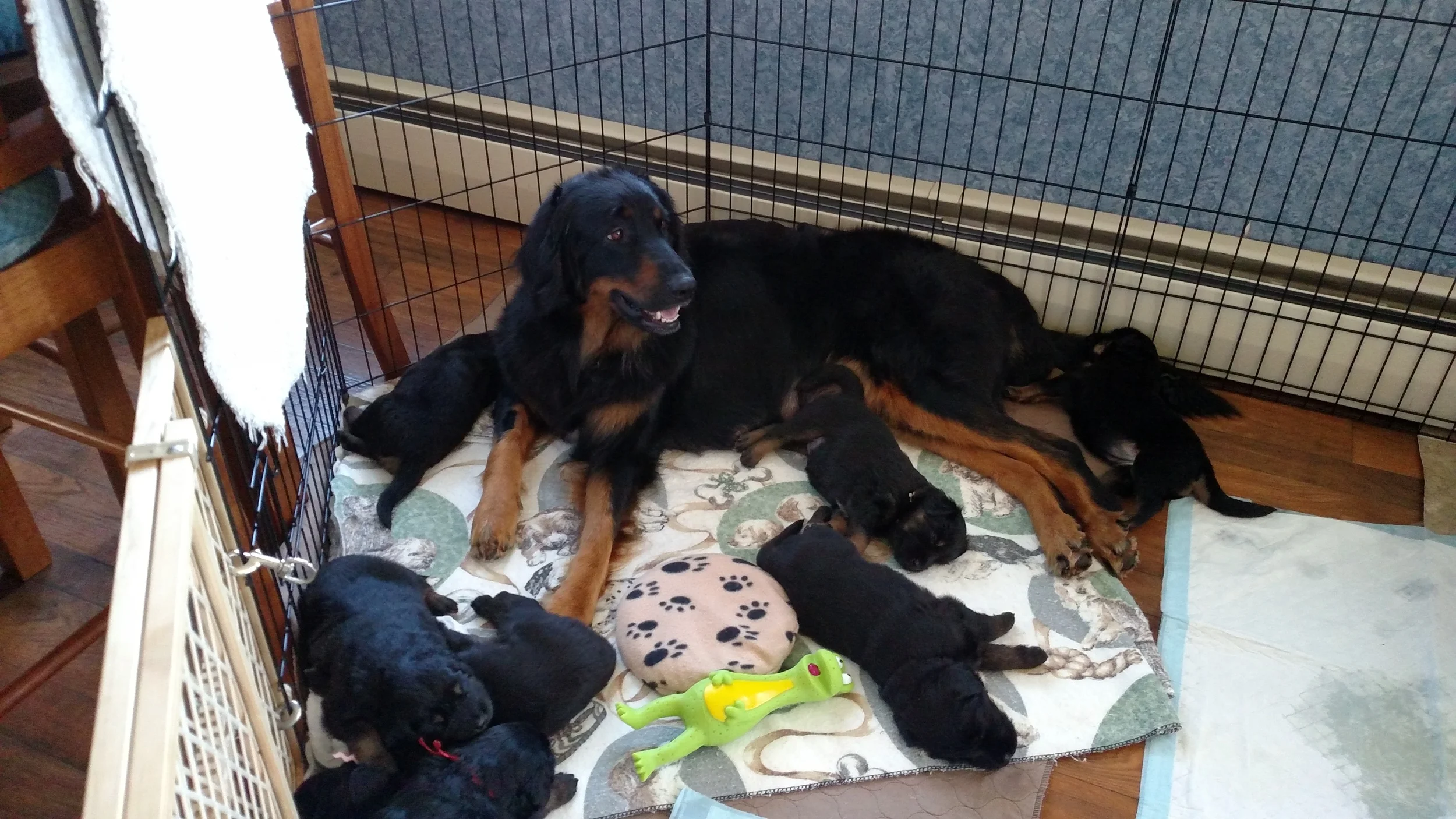E litter