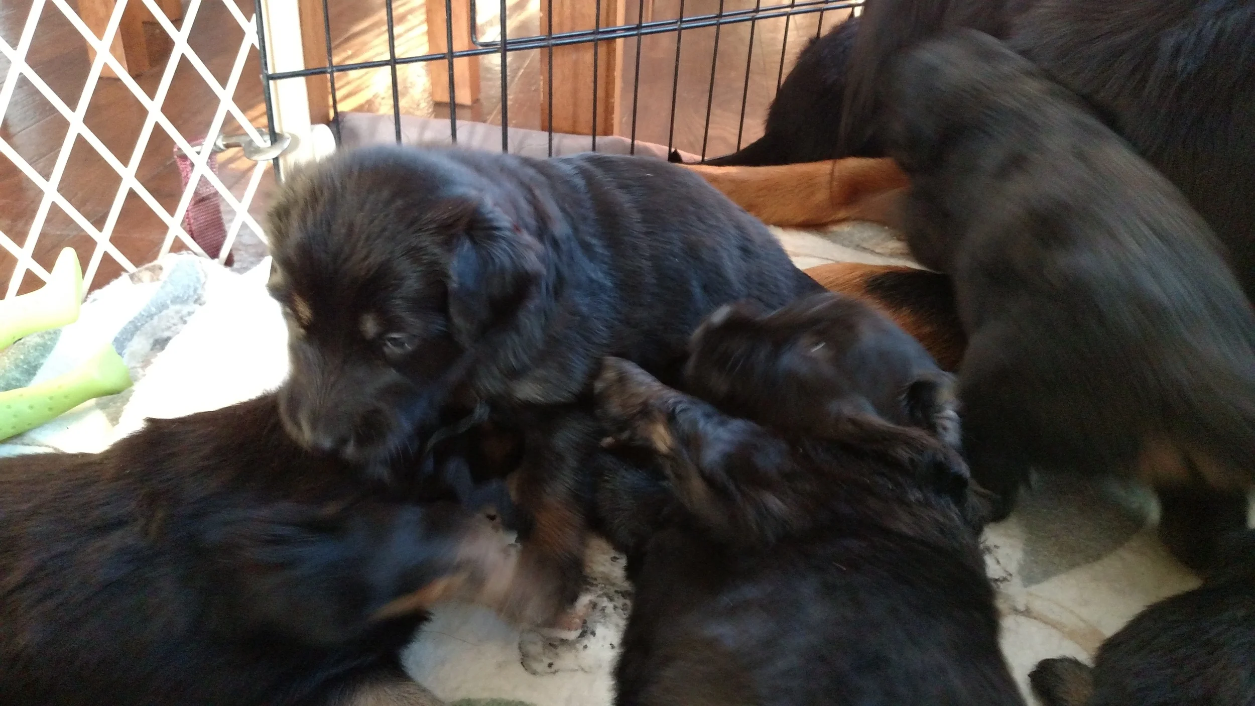 E litter pups born 3/26/16