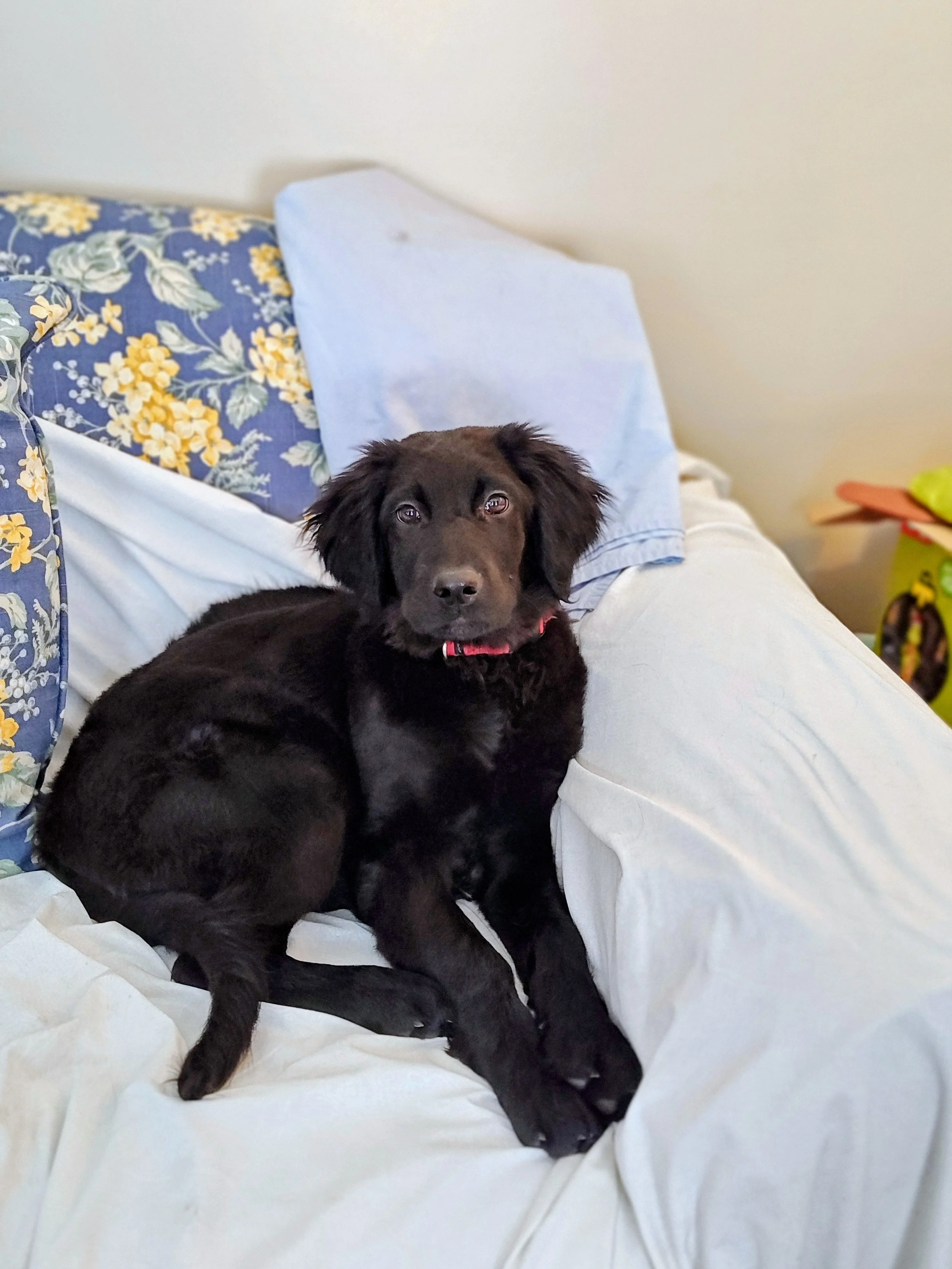 solid black Hovawart puppy for sale