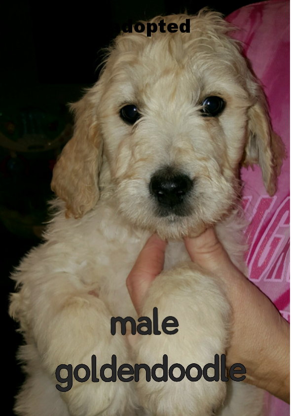 Cockapoo and mini goldendoodle puppies available for sale — Kathy's ...