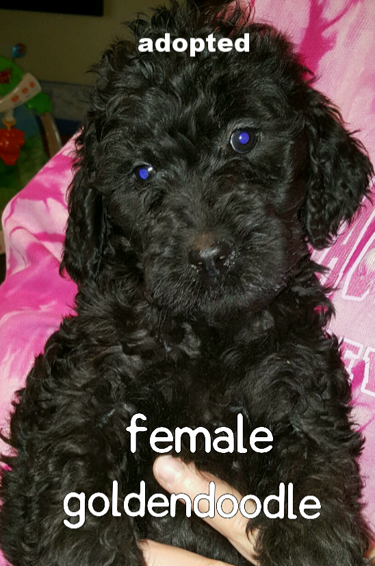 Cockapoo and mini goldendoodle puppies available for sale — Kathy's