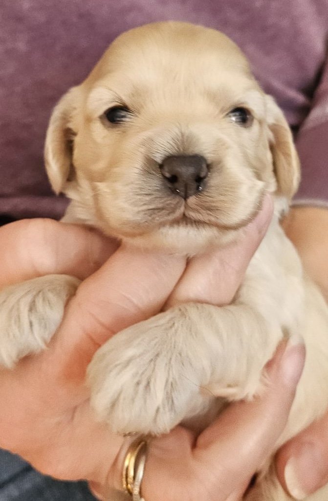  Samson- male cockapoo ready to go home at the end of April 