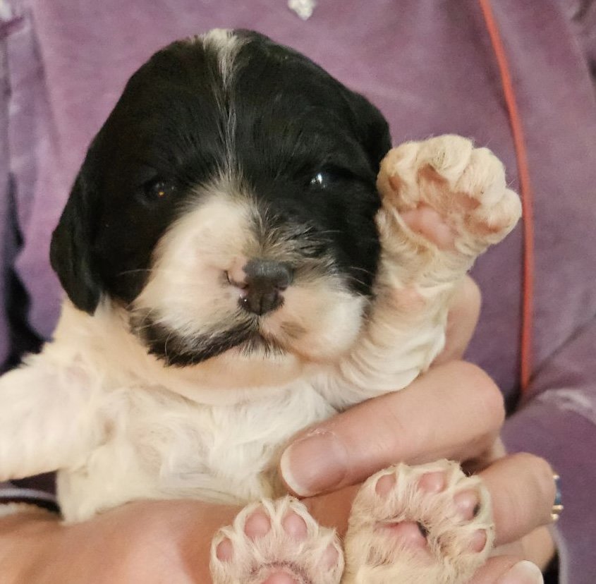  Gemini- male cockapoo ready to go home at the end of April 