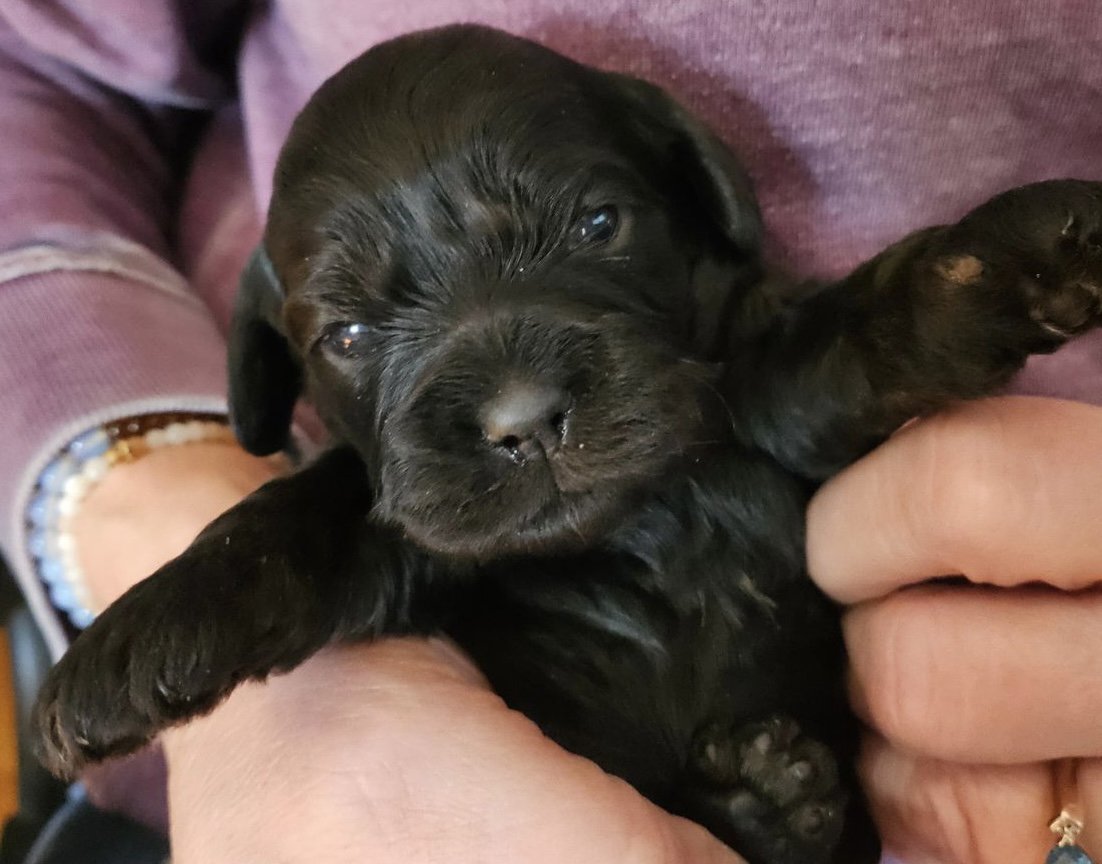  Ziggy- male cockapoo ready to go home at the end of April 