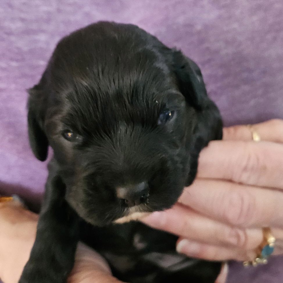  Freddie- male cockapoo ready to go home at the end of April 