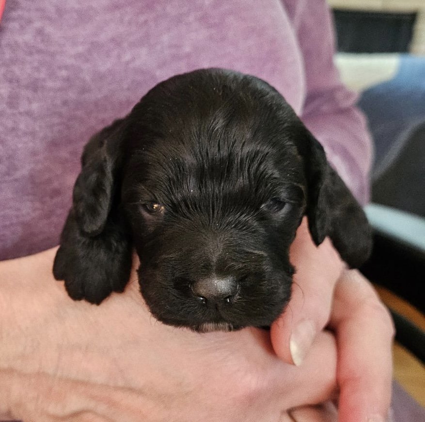  Eddie- male cockapoo ready to go home at the end of April 