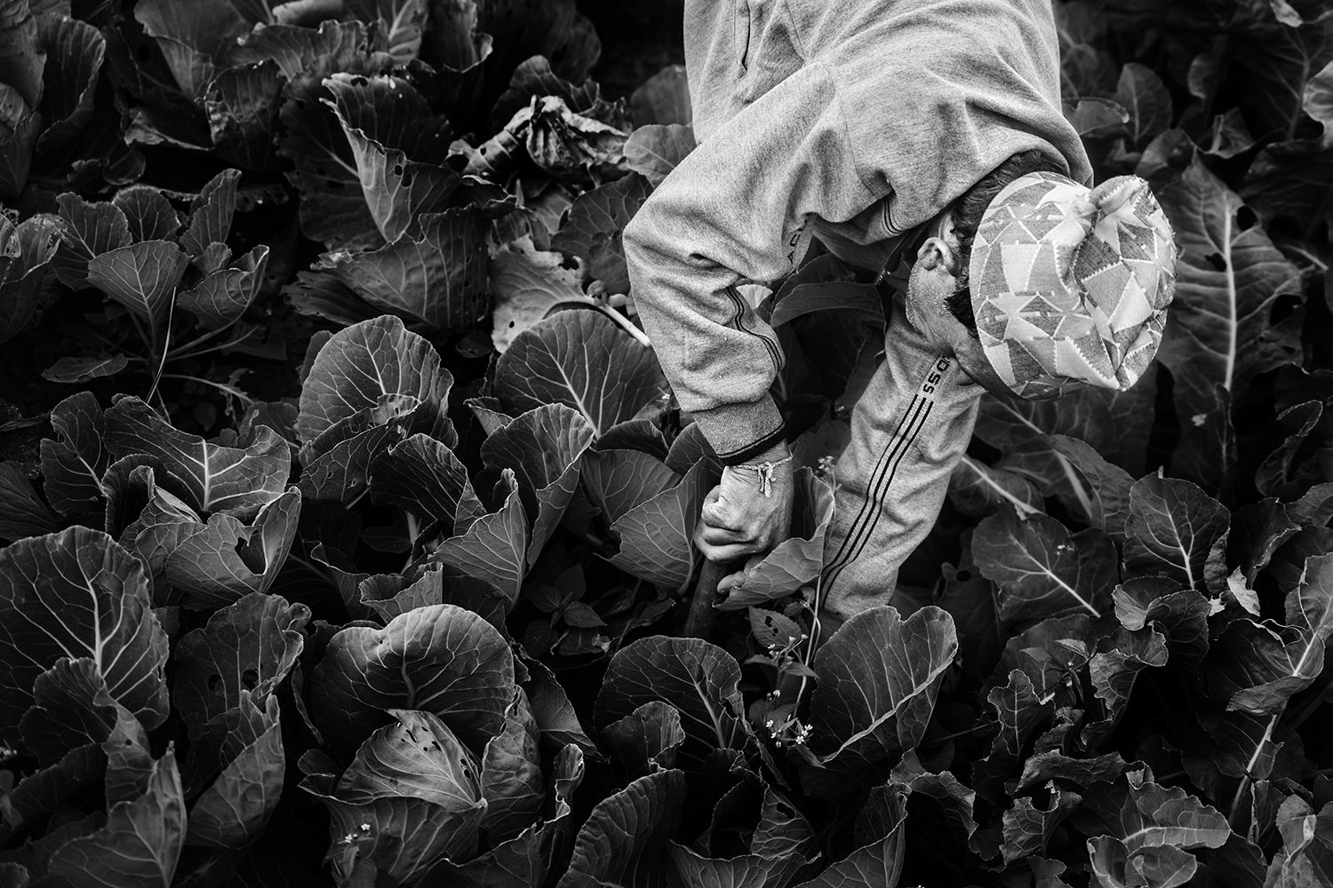 Dilip goes through his field of cauliflower to pluck out the weeds and keep the area productive. Home gardens, such as his, are a direct result of having access to clean water. 