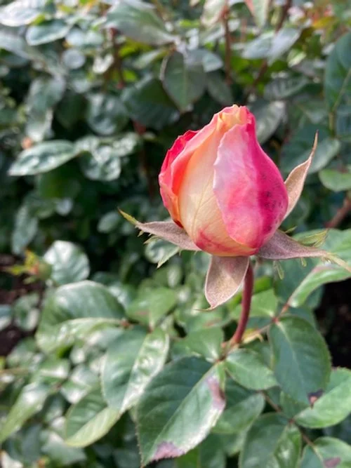 Romeo and Juliet in Music