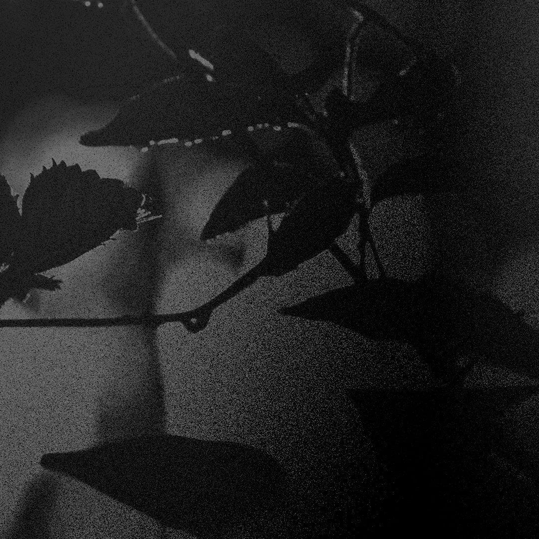 2025-08_Desiring-God-in-the-Dark_02-Joni.jpg