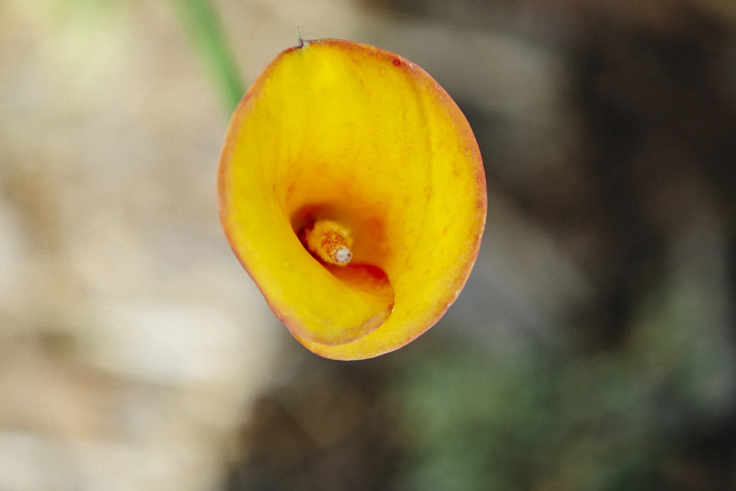 _MG_9933.jpg