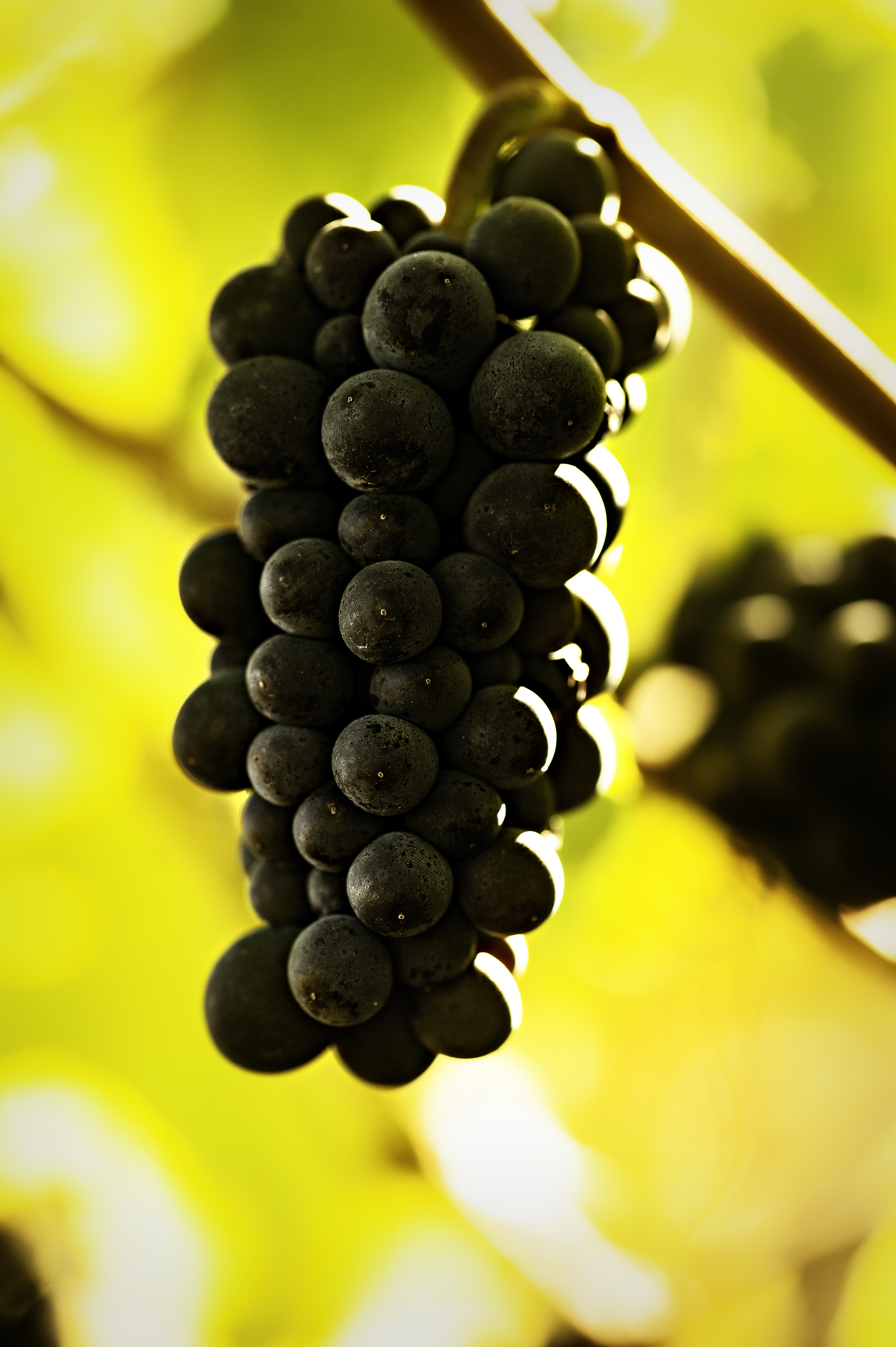 Pinot Cluster.jpg