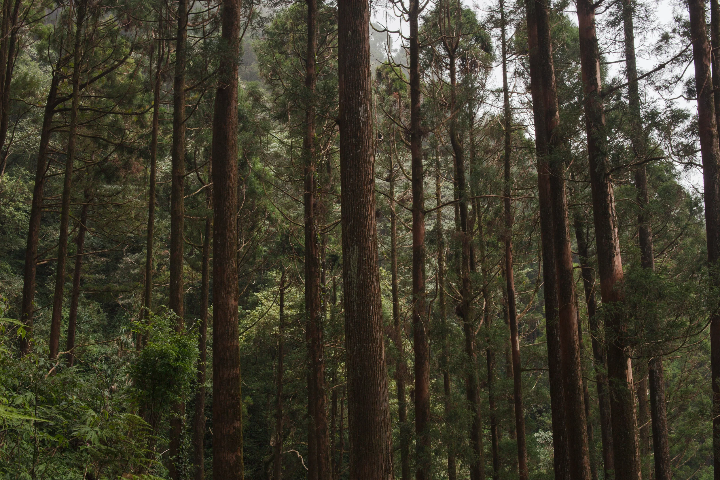 Alishan | Taiwan | Dec 2015
