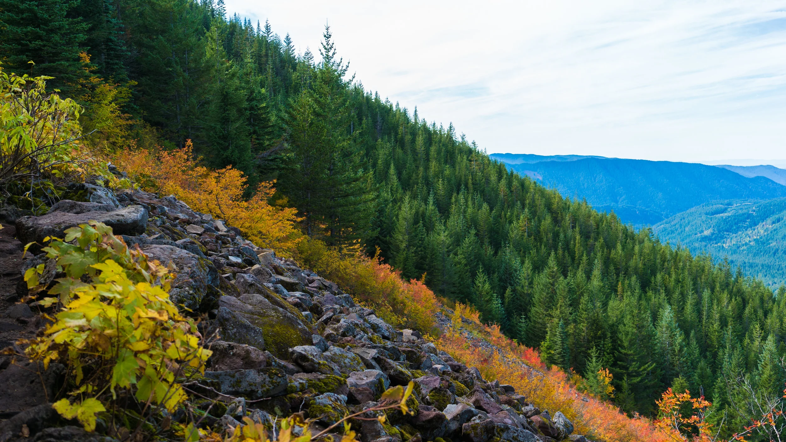 mt. hood nat'l forest | oregon | 2017