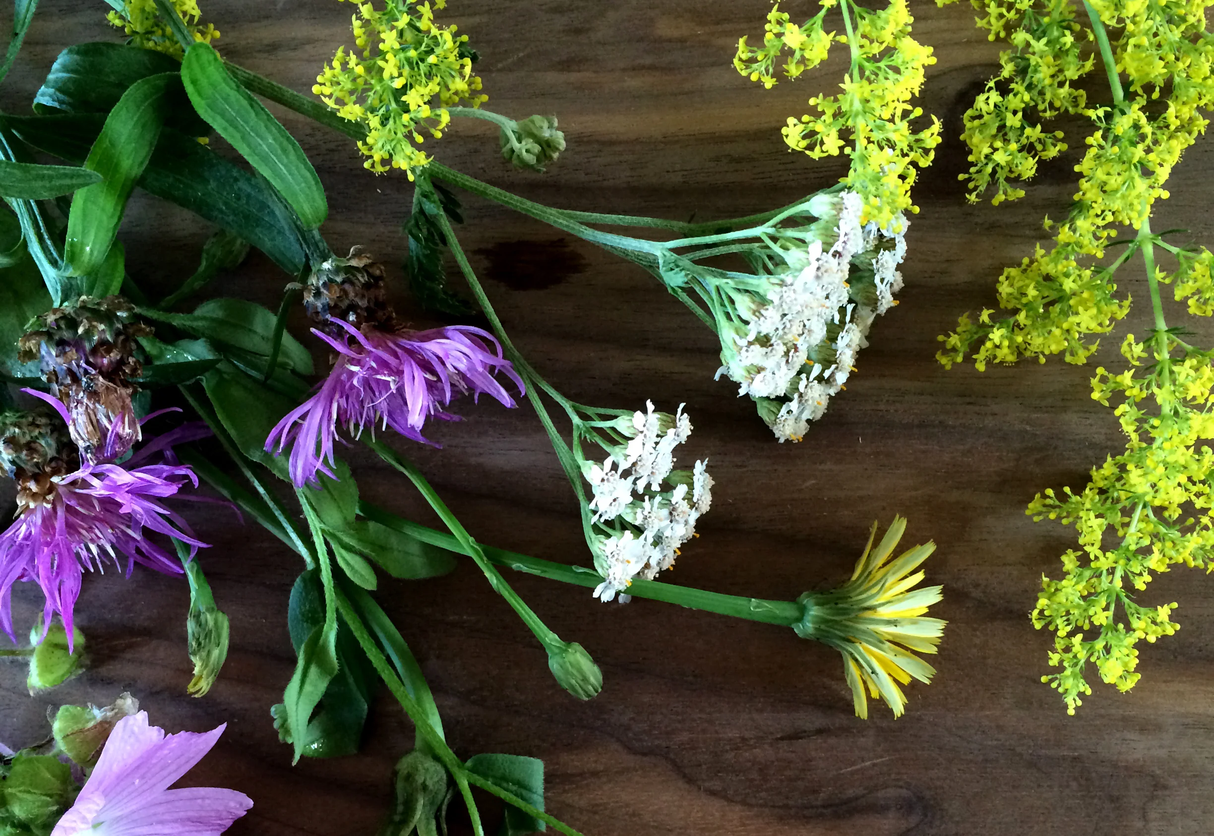 wildflower-gathering_freshly-pressed.jpg