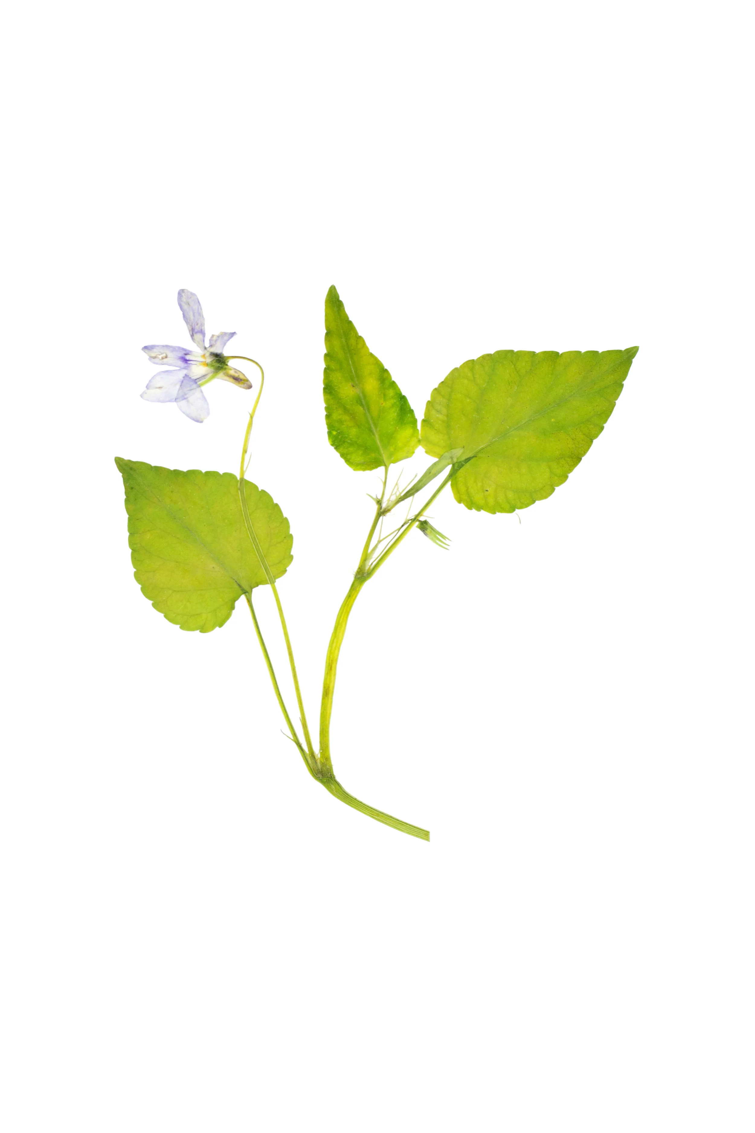 Common Dog Violet / Viola riviniana